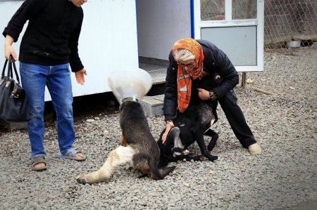 خانه ای برای سگ ها در نوشهر/ پناهگاهی برای وحوش بیمار و رنجور