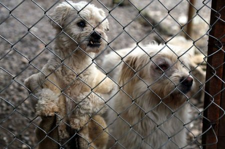 خانه ای برای سگ ها در نوشهر/ پناهگاهی برای وحوش بیمار و رنجور